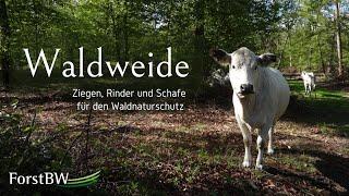 Waldweide | Ziegen, Rinder und Schafe weiden für den Waldnaturschutz