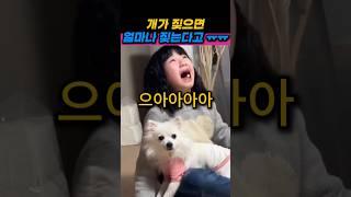 개가 짖으면 얼마나 짖는다고 ㅠㅠ