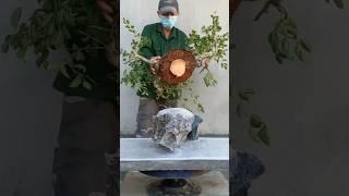 Làm tác phẩm bonsai.