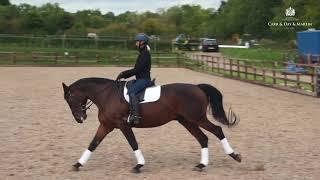 Dressage Tutorial - Introducing Collection