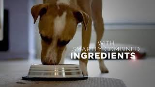 Purina ONE SmartBlend Healthy Weight High Protein Formula Adult Dry Dog | PuppySimply