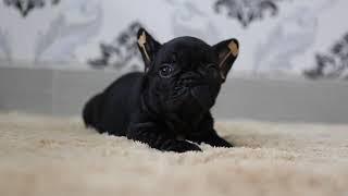 French Bulldog Puppies Black Brindle - Super Cute