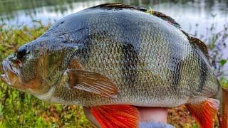 JÄTTIAHVEN PIENELTÄ LAMMELTA | KAUDEN ENNÄTYS!