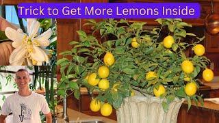 Pollination Tip Lemons Indoors - Get more Citrus on your Plant Inside the Home