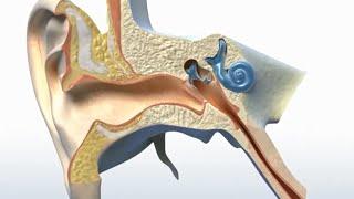 Wie funktioniert das Ohr?