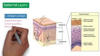 mdmedicine-dermatology