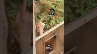 아이바오가 안에있다가 나왔는데 당근이 쉘터에없자당황하자 아빠가알려주시는데,,