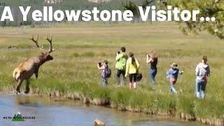 Stupid Yellowstone Behavior: Top 10