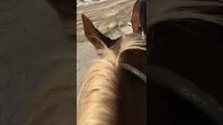 #horsesounds #horsefarm #shorts