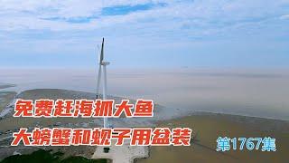 江苏这个地方赶海太棒了免费赶海抓大鱼，大螃蟹和蚬子用盆装