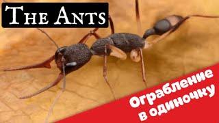 The Ants. Underground kingdom. Муравьи. Как нападать на альянс в одиночку