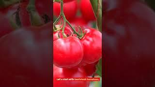 Tomato 101: A Beginner's Guide to Choosing the Perfect Tomato Varieties #tomatoes