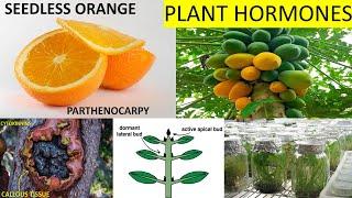 Plant Hormones Applications in Agriculture