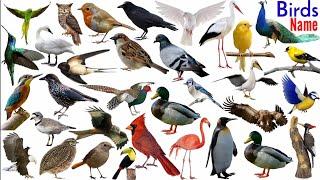 Name of Birds |Birds Name Hindi & English language |Birds name english| Birds Name And Sound | Birds