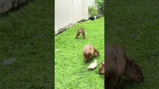 Lovely Capybara !! #capybara #cuteanimal