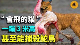 【萬物有光】沙漠“會飛的貓”，喜歡空中捕殺飛鳥！一蹦3米高，甚至可以捕殺鴕鳥，是小型貓科中最厲害的獵手，曾被人類馴化，當作捕獵的工具