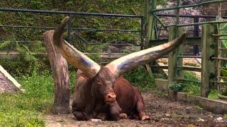 ANKOLE WATUSI/BOS TAURUS