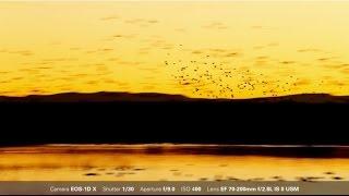 Canon: Bird Photography with Arthur Morris: Sunrise and Sunset Blurs and Silhouettes