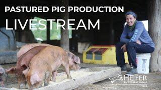 Pastured Pig Production Livestream