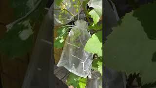 Organza Bags for Grape  Protection