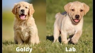 Golden retriever Rocky (4 months) plays with Labrador Troy (5 months)