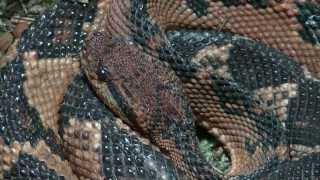 Close Up Bushmaster Snake