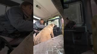 АЛЛЕРГИЯ на прививку у одного алабая  #жизньвдеревне #деревенскаяжизнь #алабай #деревня