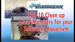 Vastocean Top 10 clean up crew members for your Saltwater Aquarium!