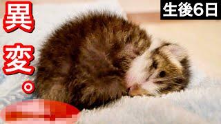 生後６日目の赤ちゃん子猫の様子に異変が...【保護猫】