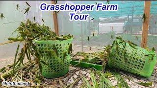 I visited a Grasshopper Farm, then took a bag full home to cook.