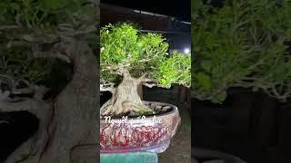 Nguyệt quế lùn lực.️0975282803 #0975282803 #bonsaihoangtan #ltkbonsai