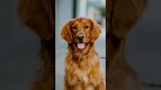 Golden Retriever Portraits #dogphotography #streetportraits #streetphotography #85mm #dogportraits