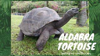 討摸摸的亞達伯拉象龜petting Aldabra Tortoise│猩巴達