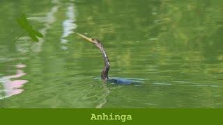 Anhinga