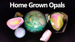 Can you GROW an Opal?