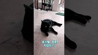 2024년 6월 20일 호스텔 정문 지킴이    #라오스 #cute #고양이