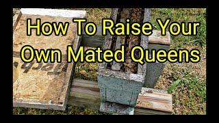 How To Raise Your Own Mated Queens