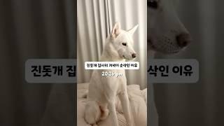 강아지 집사 저녁이 순삭인 이유ㅣ진돗개 오후 브이로그