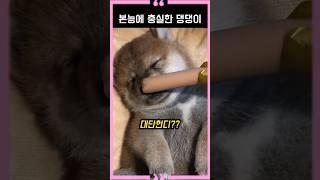A dog that is true to its instincts