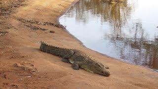 2007 07 - South Africa - Crocodile