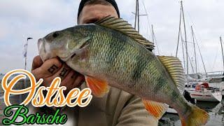 Riesen Fische | jeder Wurf ein Fisch | angeln an der Ostsee #angeln #fishing #ostsee #barsch #bass