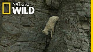 Rock-Climbing Goats | World Wide Web