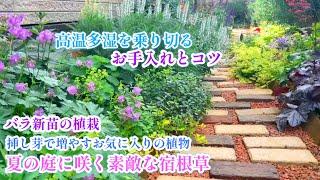 【夏越し準備＊素敵な宿根草とハーブの庭】【挿し木＊病気に強いバラ植栽】【庭づくり】ガーデニング/クリスマスローズ