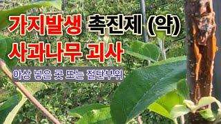 가지발생 촉진제(약제)아상 및 절단부분 괴사 선단부 절단 피해