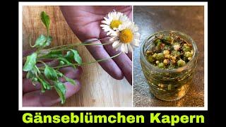 Gänseblümchenkapern ansetzen | Kapern aus Gänseblümchen selber machen | Selbstversorgung