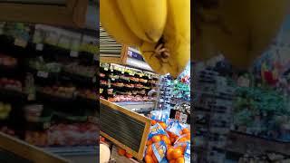 massive dead spider found on banana at grocery store