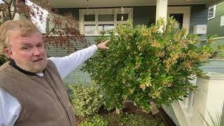 How to Prune Arbutus Japonica Shrubs - Seattle Arborist Chip Kennaugh