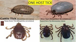 Ticks