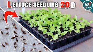 Grow Healthy Lettuce: Easy Care Tips from Seed to Transplant