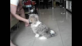 Shih Tzu 西施犬 Momo 三個半月大，訓練成果  3.5 months old, Sep2005